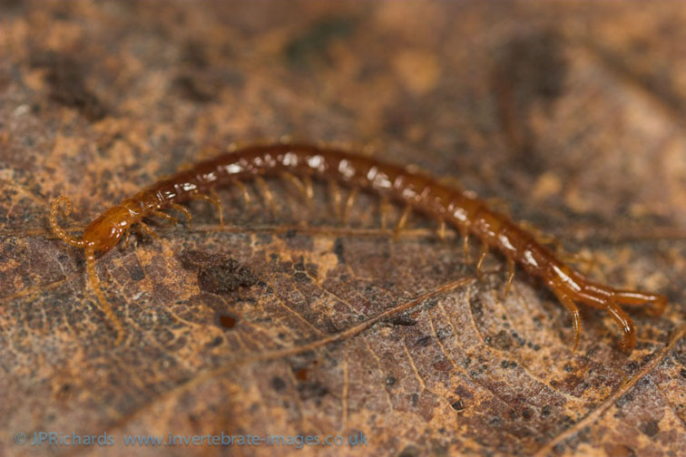 Cryptops Hortensis British Myriapod And Isopod Group